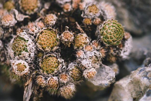 Mooie cluster van schilderachtige stekelige vetplanten onder stenenclose-up. Rotsachtige overleefbare planten voor alle seizoenen in macrofotografie. Bergcactussen in de wilde natuur.