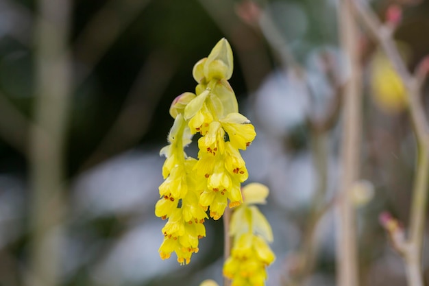 Mooie Corylopsis spicata bloem Koninkrijksnaam is Planta