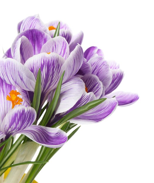 Mooie crocus bloemen geïsoleerd op wit