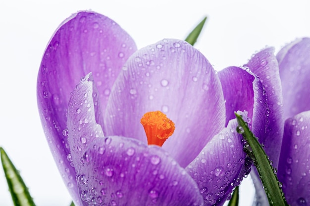 Mooie Crocus bloemen met dauwdruppels op een witte achtergrond