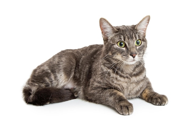 Mooie Cyperse kat liggend op wit