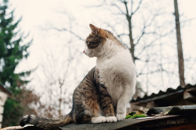 Mooie dakloze kat op het dak van een oud verwoest huis. Het concept van bescherming en hulp aan dieren.