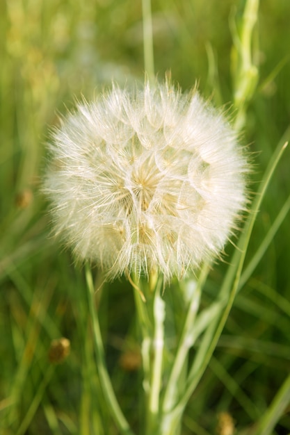 Mooie dangelion in het gras