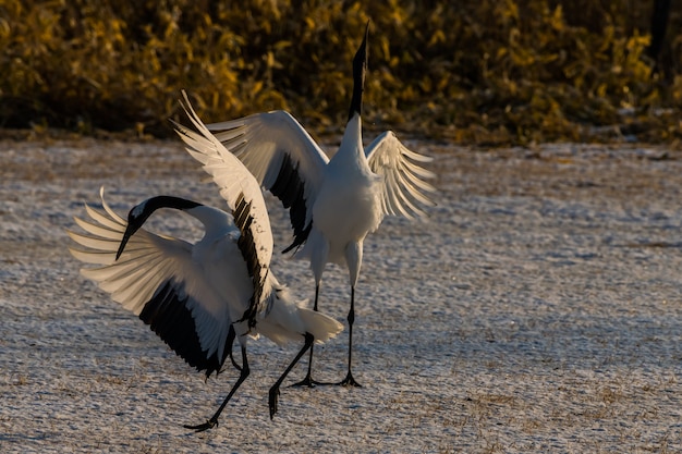 Mooie dansende paar Paarminnaar Rood-bekroonde kraanvogel van Kushiro Hokkaido Japan in de winter