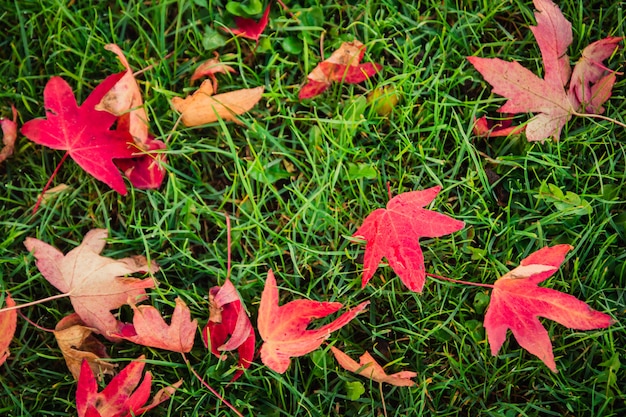 Mooie de herfst openluchtaard als achtergrond van rode esdoornbladeren en droge bladeren gevallen aan greensward