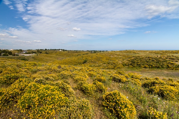 Mooie de lentemening van Algarve plattelandsheuvels met gele struiken en blauwe hemel met witte die wolken in Portugal worden gevestigd.