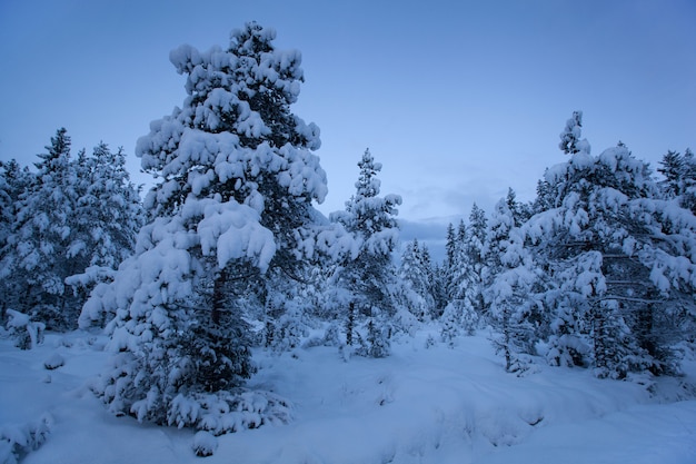 Mooie de sneeuwboom van het de winterlandschap