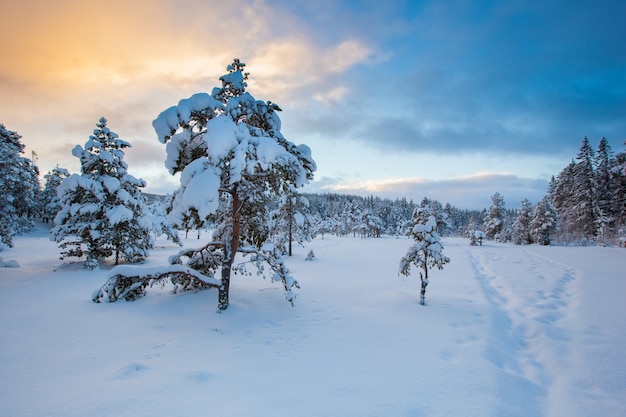 Mooie de sneeuwboom van het de winterlandschap