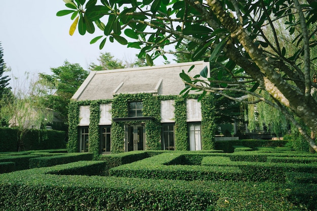 Mooie decoratie van Engels landstijl gebouw bedekt met groene klimplant