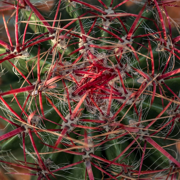 Mooie decoratieve cactus met rode stekels Close-up Bovenaanzicht Vierkant formaat