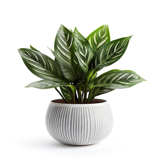 Mooie decoratieve kamerplant geïsoleerd op witte achtergrond