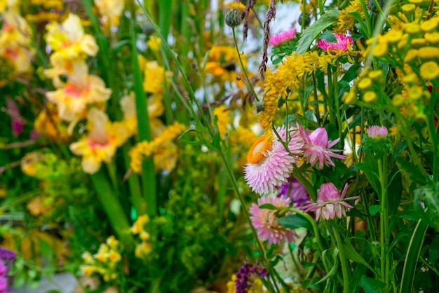 Mooie decoratieve planten en bloemen. Natuurlijke achtergrond.