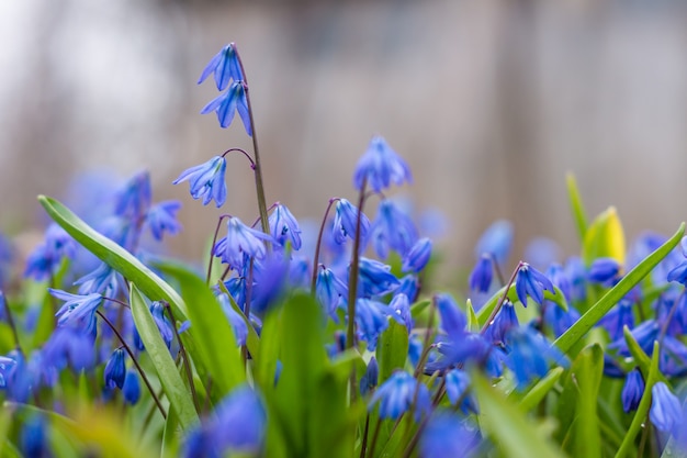 mooie delicate blauwe bloemen boshyacinten