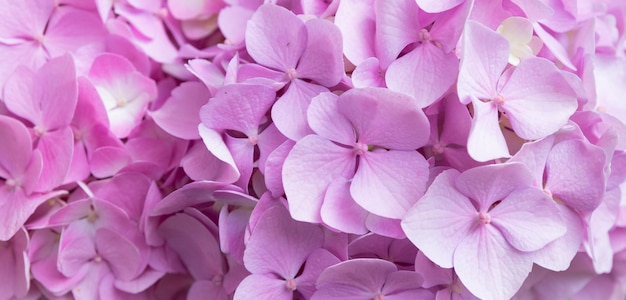 Mooie delicate bloeiende roze-lila hortensia's lente zomerbloemen in het formaat van de tuinbanner