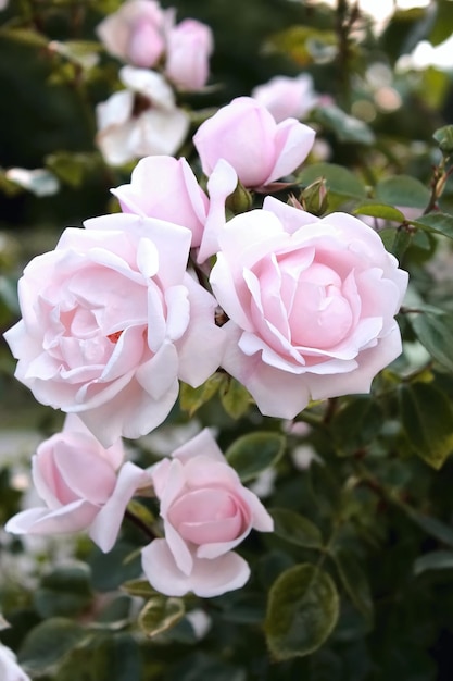 Mooie delicate lente bloem close-up bloemen roze rozen