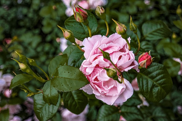 Mooie delicate lentebloem bloemen roze rozen
