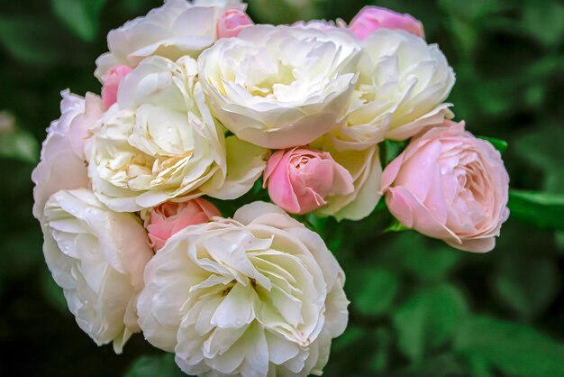 Mooie delicate lentebloem. bloemen roze rozen.