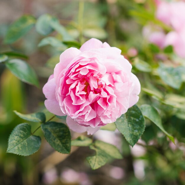 Mooie delicate roze roze bloemen Mary Rose in de zomertuin