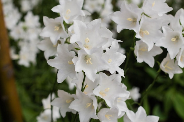 Mooie delicate witte klokbloemen