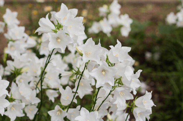 Mooie delicate witte klokbloemen