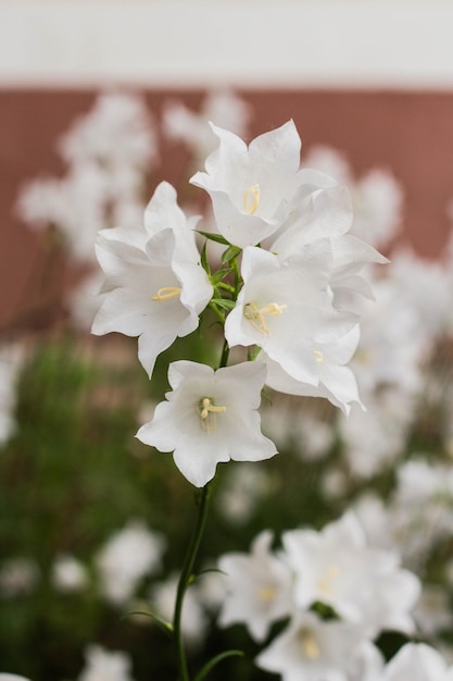 Mooie delicate witte klokbloemen