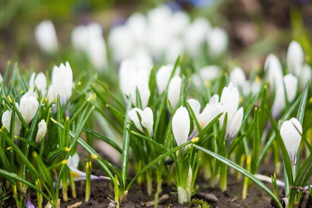 mooie delicate witte krokussen