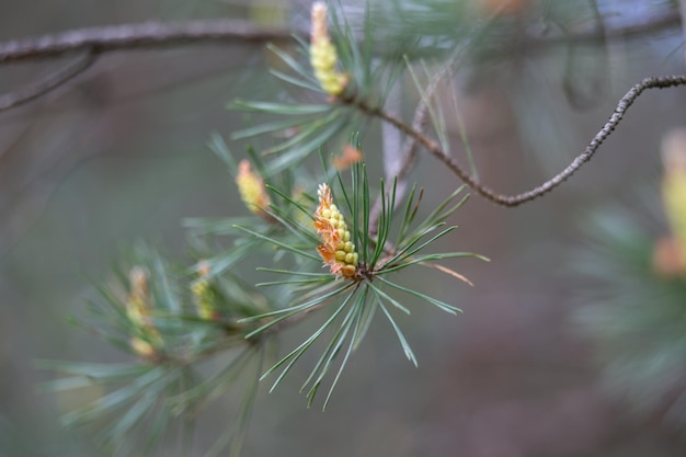 Foto mooie dennenbomen bloeien in de lente