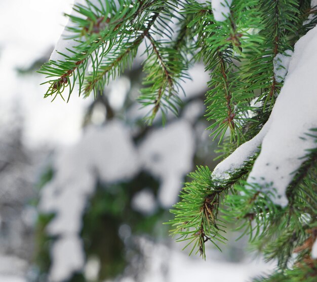 Mooie dennenboom bedekt met sneeuw, close-up uitzicht