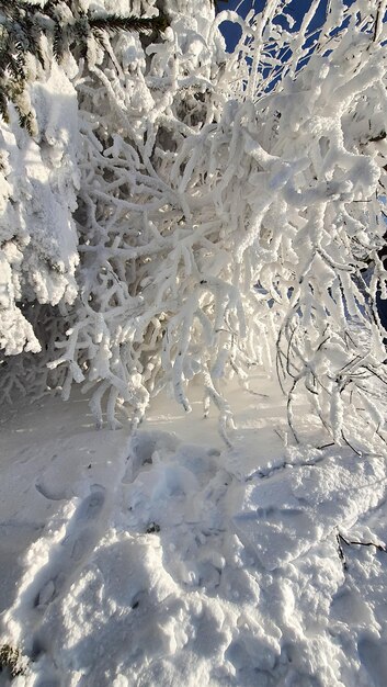Mooie dennenboom bedekt met sneeuw kopieerruimte