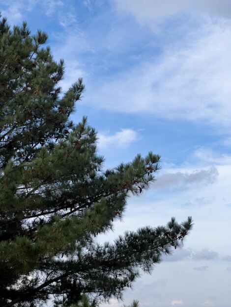 Mooie dennenboom en de lucht op de achtergrond