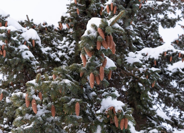 Mooie dennentak met kegels in de sneeuw