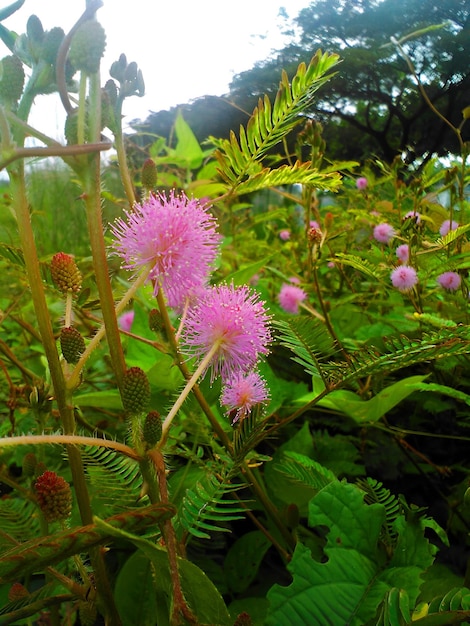 Mooie dicht roze bloeiende wilde plant