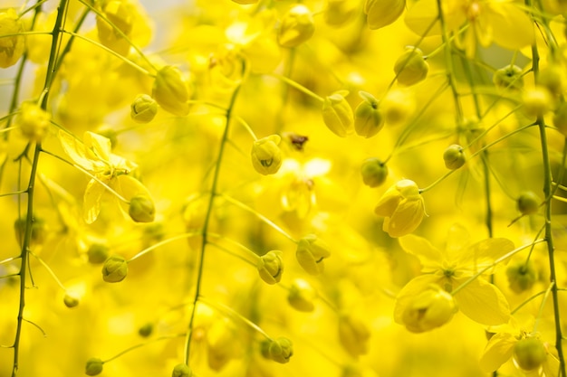 Foto mooie dichte omhoog gouden doucheboom of de bloem van de kassieboomfistel