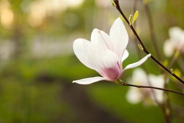 Mooie dichte omhooggaande magnoliabloemen.