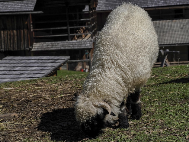 Mooie dikhoorn in de bergen