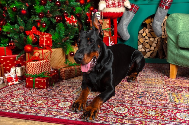 Mooie dobermanhond met Kerstmisdecoratie