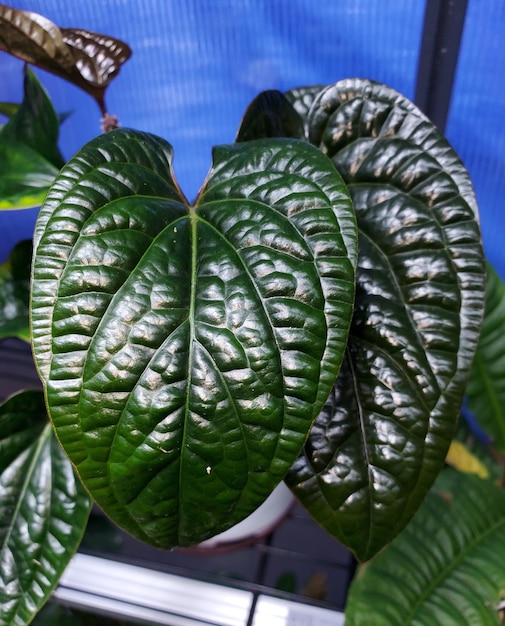 Foto mooie donkere en glanzende bladeren van anthurium radicans x luxurians