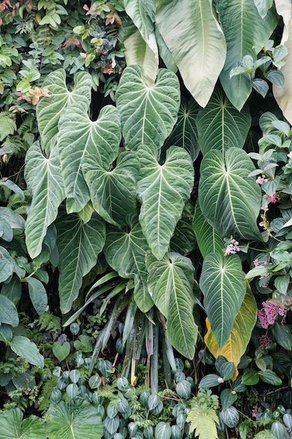 Mooie donkere fluweelachtige en rijpe bladeren van Philodendron Gigas