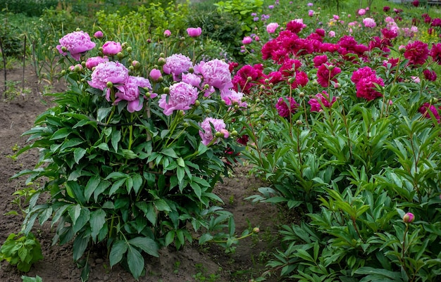 Mooie donkerrode en roze pioenen in de tuin in de zomer