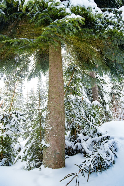 Mooie donzige groene sparren staat onder bos