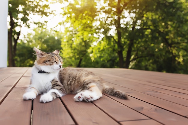 Mooie driekleurige kat ligt op een bruin houten terras