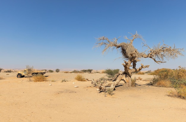 Mooie droge boom in de woestijn van Arava, Israël