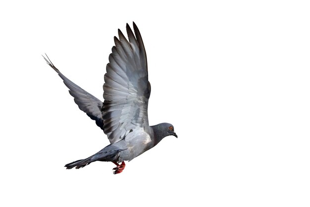 Mooie duif vliegen geïsoleerd op een witte achtergrond