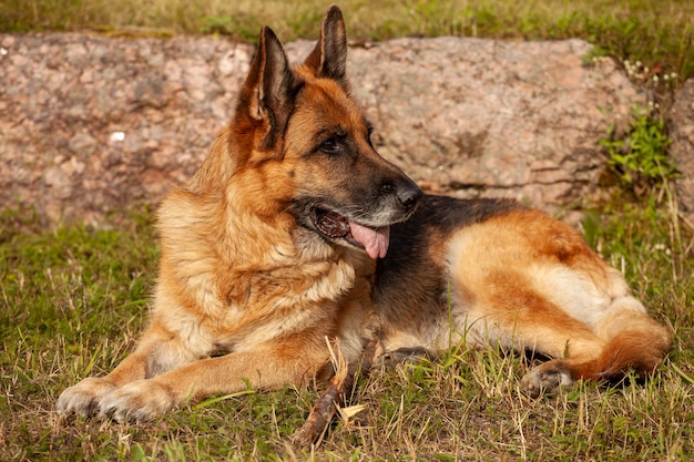 Mooie Duitse herder in de natuur in de zomer