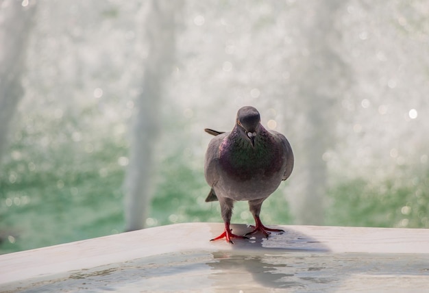 Mooie duivenvogelstadsduiven leven in een stedelijke omgeving