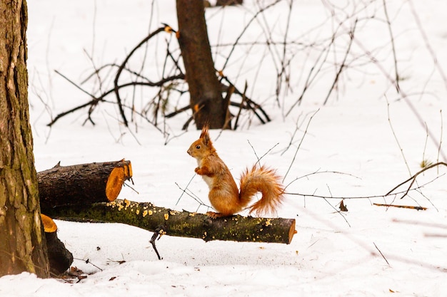 Mooie eekhoorn in de sneeuw die een noot eet