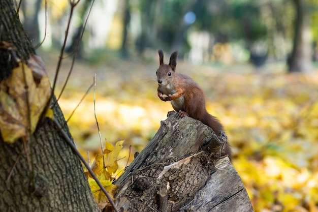 Mooie eekhoorn in het park op een boom