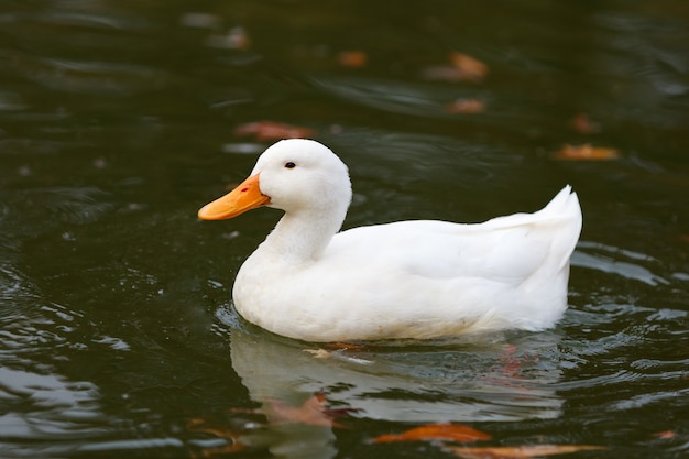 Foto mooie eend die in een meer zwemt