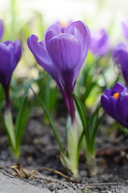 Mooie eerste lente bloemen krokussen bloeien onder fel zonlicht. Lente vakantie achtergrond