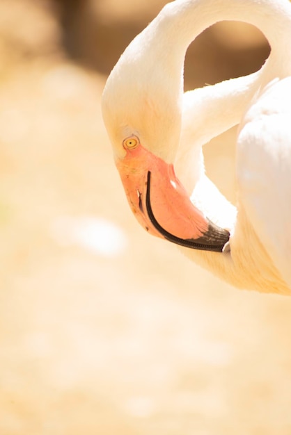 Mooie elegante flamingo op een delicate beige achtergrond in defocus valecia spanje